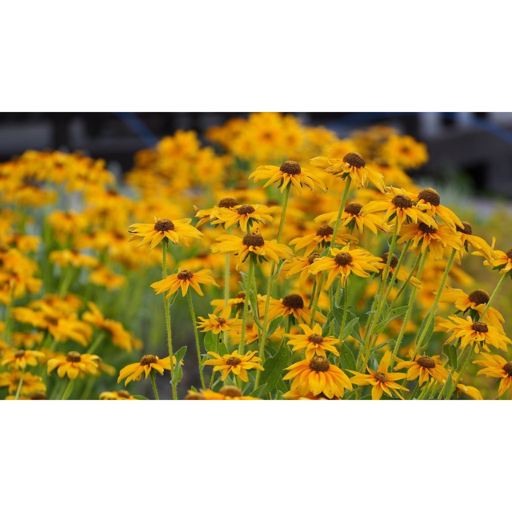 Gói 200 hạt giống hoa cúc tâm đen (susan- rudbeckia)