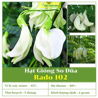 Hạt Giống So Đũa Rado 102 Dễ Trồng Và Chăm Sóc, Năng Suất Cao, Thích Hợp Với Khí Hậu VN [2gram]