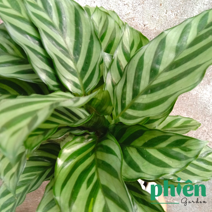 Cây Đuôi Công Xanh Sọc Xanh Calathea Bella để bàn kèm chậu gốm tráng men