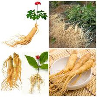 10 Hạt giống Nhân sâm Hàn Quốc   