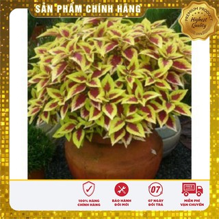 Bộ gói hạt giống Rau tía tô