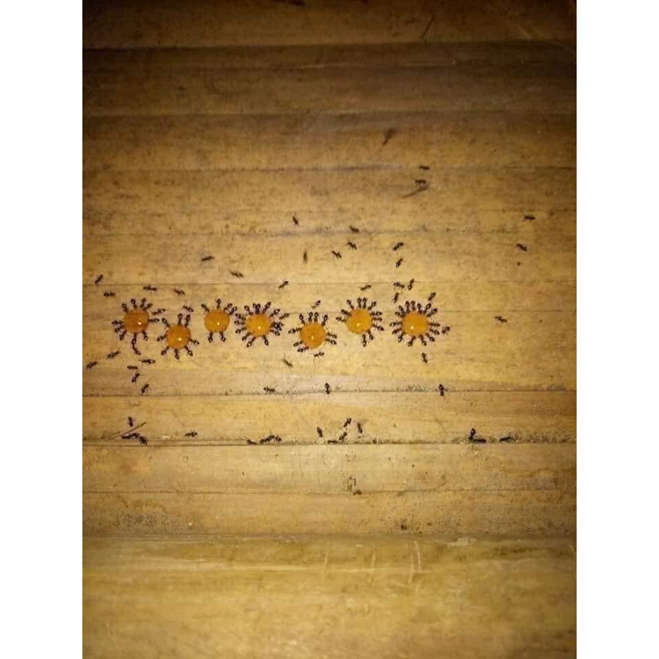 Thuốc diệt Kiến, Gián - Diệt tận gốc - Rất hiệu quả