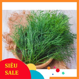 5g Hạt giống Rau thì là VIETPHAT