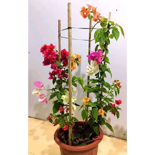 Cây Hoa Giấy Ngũ Sắc