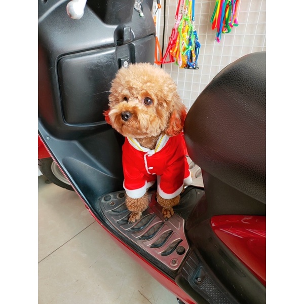 [ Có ảnh thật ] Set bộ lân + mũ sư tử cho thú cưng