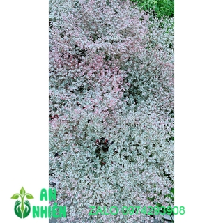 Cây Bàng Nhật Lá Cẩm Thạch