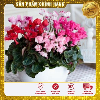 Hạt giống Hoa Anh Thảo Mix 5 Hạt