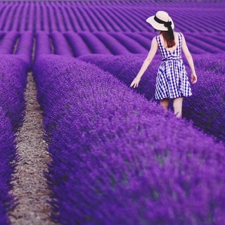 Hạt giống hoa oải hương lavender
