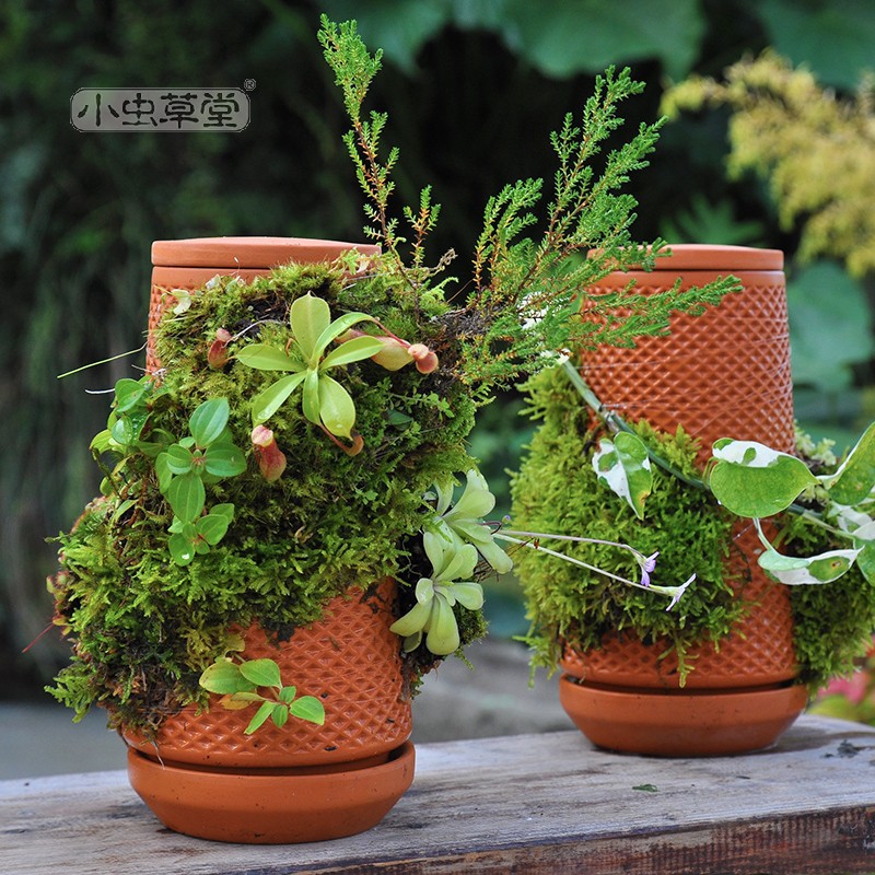 Tháp cây đứng TERRAPLANTER gốm trồng cây dương sỉ rêu tự thẩm thấu thủy canh nhiều lỗ DOOA TERRARIUM - TERRA-02
