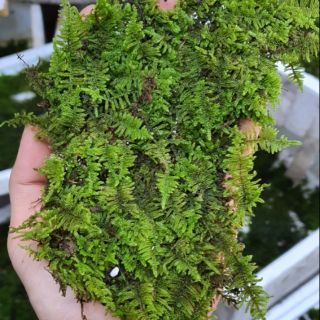 Rêu minitaiwan (thủy sinh Nha Trang)