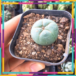 Xương rồng lopho 🌳 free ship 🌳 xuất xứ đà lạt, đã thuần khí hậu