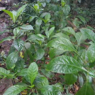 Cây mật gấu.cây giống 10 cây