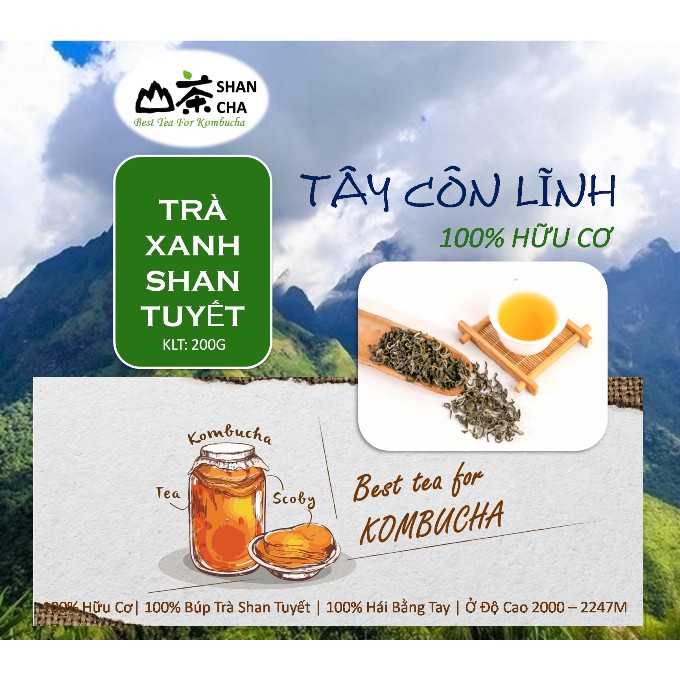 TRÀ XANH SHAN TUYẾT CỔ THỤ TÂY CÔN LĨNH - Chuyên dùng nuối SCOBY làm Trà KOMBUCHA Cực Ngon, cực Chuẩn.