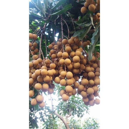 2 kg Nhãn Bắc cơm dày, ngọt thơm