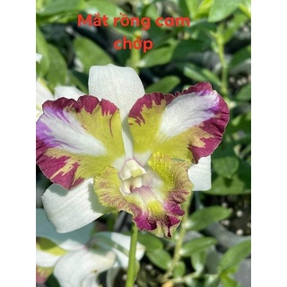 HOA LAN DENRO MẮT PHỤNG