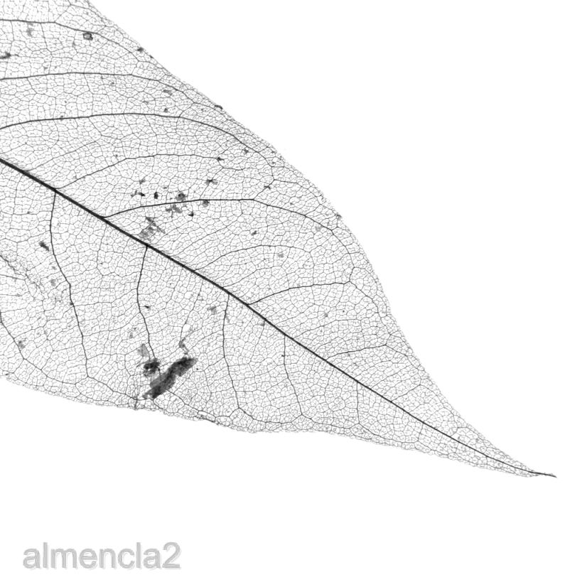 [ALMENCLA2] 100x Magnolia Skeleton Leaf Leaves for Scrapbook Craft Wedding Black Coffee