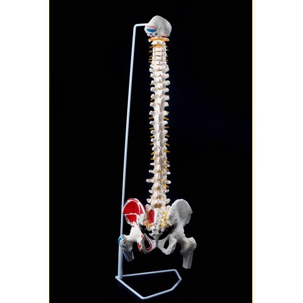 Mô hình xương cột sống , khung chậu 83cm
