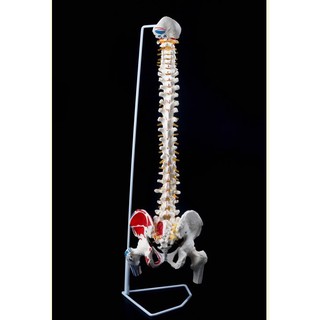 Mô hình xương cột sống , khung chậu 83cm
