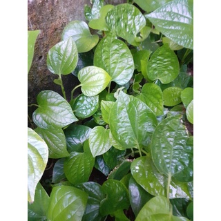 15 cây lá lốt giống