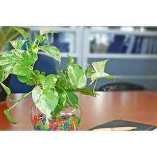 2 Nhánh trầu thuỷ sinh