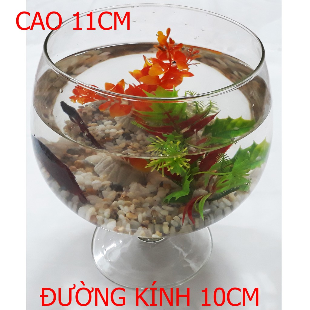 Bể Cá Ly Mini LC4 11x10x10CM - Hồ Cá Để Bàn - Chậu Cá Thủy Tinh [LC4]