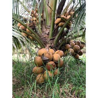Cây Giống Dừa Lửa Lùn