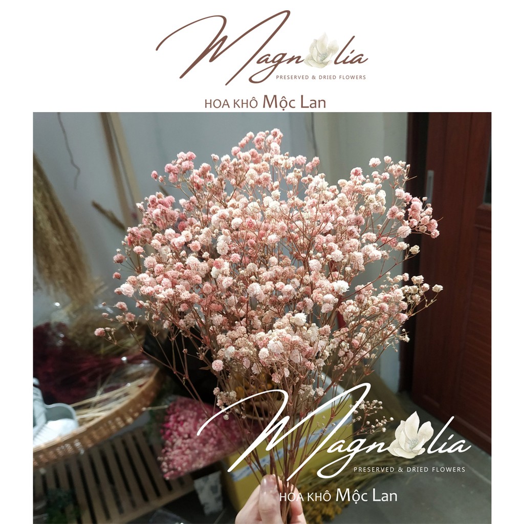 Hoa khô decor ❤️FREESHIP❤️ Hoa baby breath hồng phấn vintage trang trí phòng khách, làm đồ handmade