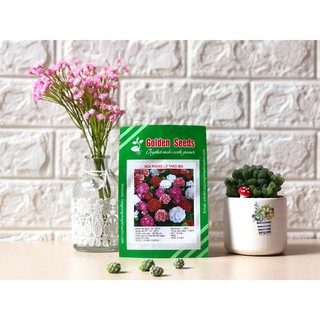 Hạt Giống Phong lữ thảo Mix 10 Hạt/ Gói