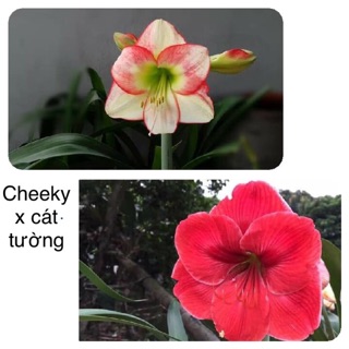 Củ huệ lai Cheeky x Cát tường