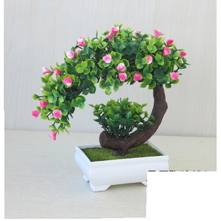 Chậu hoa bonsai để bàn