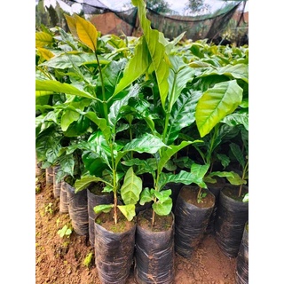 Cây cà phê vối TR4 (cao sản)