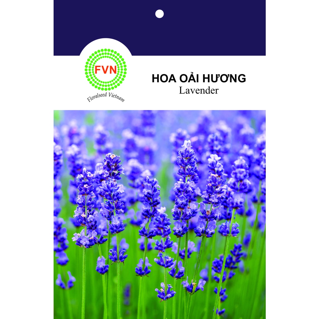 HẠT GIỐNG HOA OẢI HƯƠNG FVN GÓI 15 HẠT - LAVENDER MIX