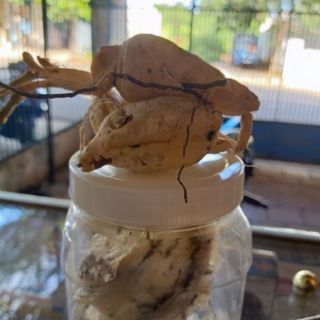 Sâm bố chính . Sâm đất