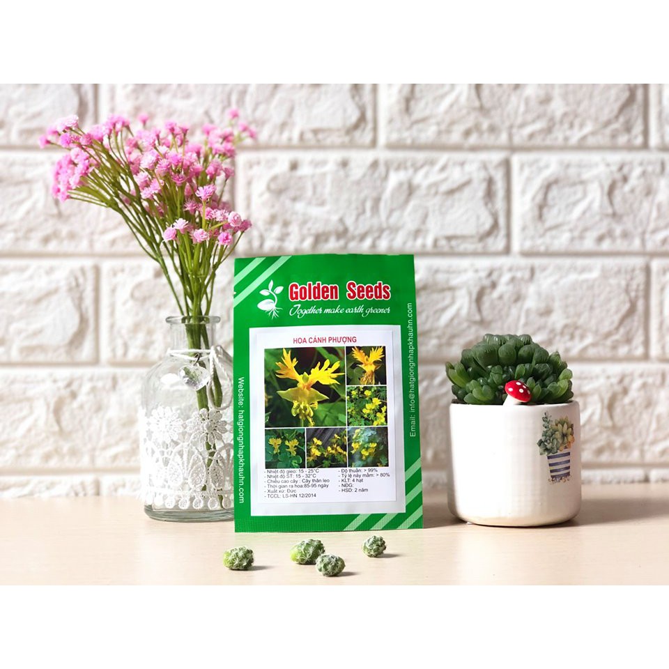 Hạt Giống Hoa cánh phượng vàng 4 Hạt/ Gói goden seed