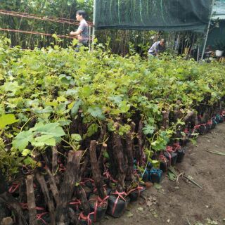 Cây giống nho lùn pháp