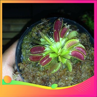 Hạt Giống Cây Bẫy Kẹp - 10 Hạt [  ] VIETGAR