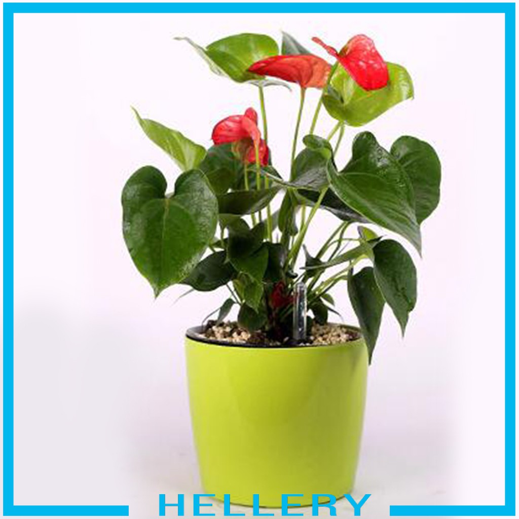 Chậu Trồng Cây Tự Tưới Nước 7 '' H Cho Nhà Cửa