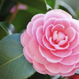 HẠT GIỐNG HOA TRÀ MY NHẬT GIÁ RẺ BÁN ĐỂ LẤY TƯƠNG TÁC