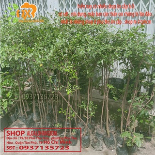 cây bàng đài loan cao từ 70-90cm ( combo 3 cây )