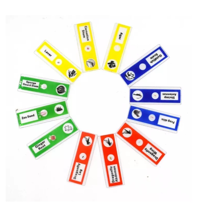 Bộ 12 tiêu bản có sẵn cho kính hiển vi gồm tiêu bản động vật, tiêu bản côn trùng, tiêu bản thực vật