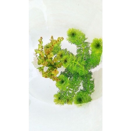 N&T Garden- tiểu bảo tháp