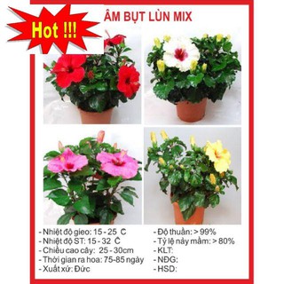 Hạt giống hoa dâm bụt lùn - 5 Hạt