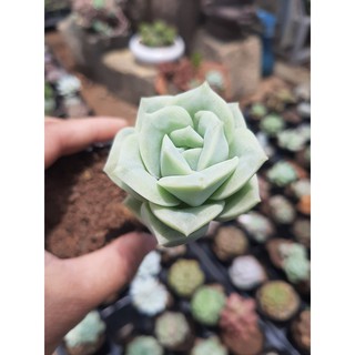 SEN ĐÁ HOA HỒNG HÀ LAN🌵SIZE6CM🌵SEN ĐÀ LAT🌵THUẤN SỨ NÓNG🌵FREESHIP🌵1 ĐỔI 1
