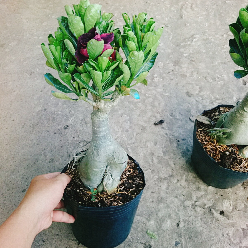 Cây Sứ Thái Kép Hoa Tím - cây cảnh trong nhà - caykiengsadec