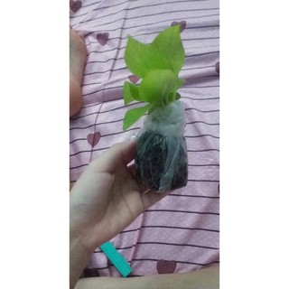 Trầu bà vàng -bầu đất
