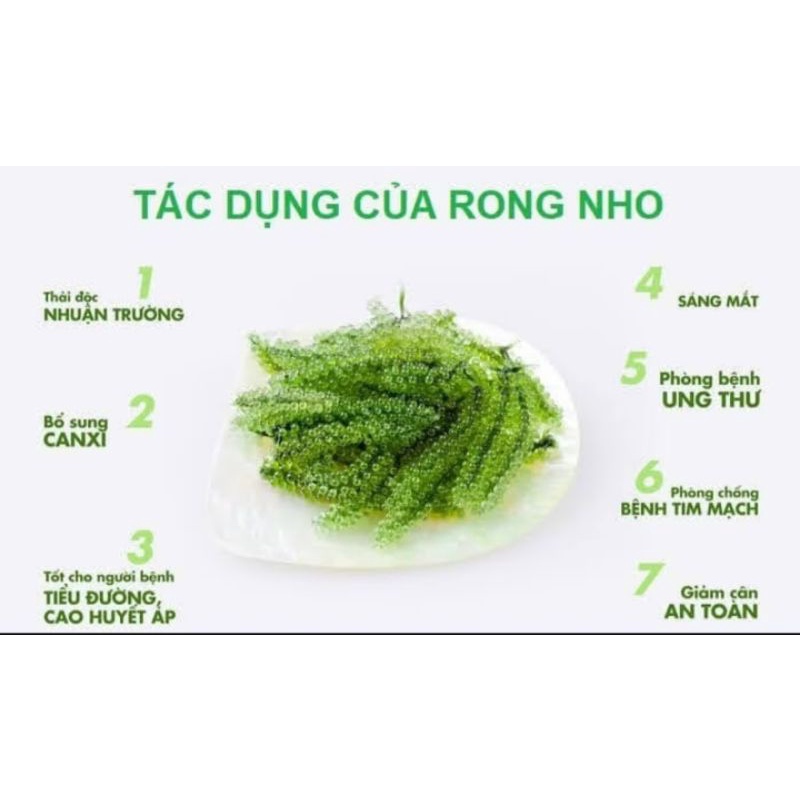 💥25g NỞ RA 70g💥Rong Nho Tách Nước KHÁNH HÒA - NHA TRANG - NỞ GẤP 3 LẦN Xuất Khẩu- Công Nghệ Tách Nước Tiêu Chuẩn Nhật | BigBuy360 - bigbuy360.vn