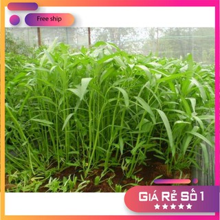 Giống rau muống (100g)
