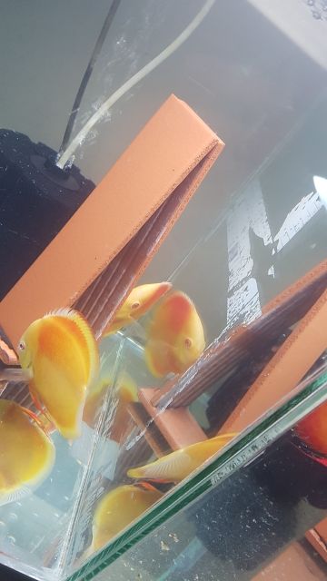 Giá thể đẻ cho cá đĩa, thần tiên, phượng hoàng