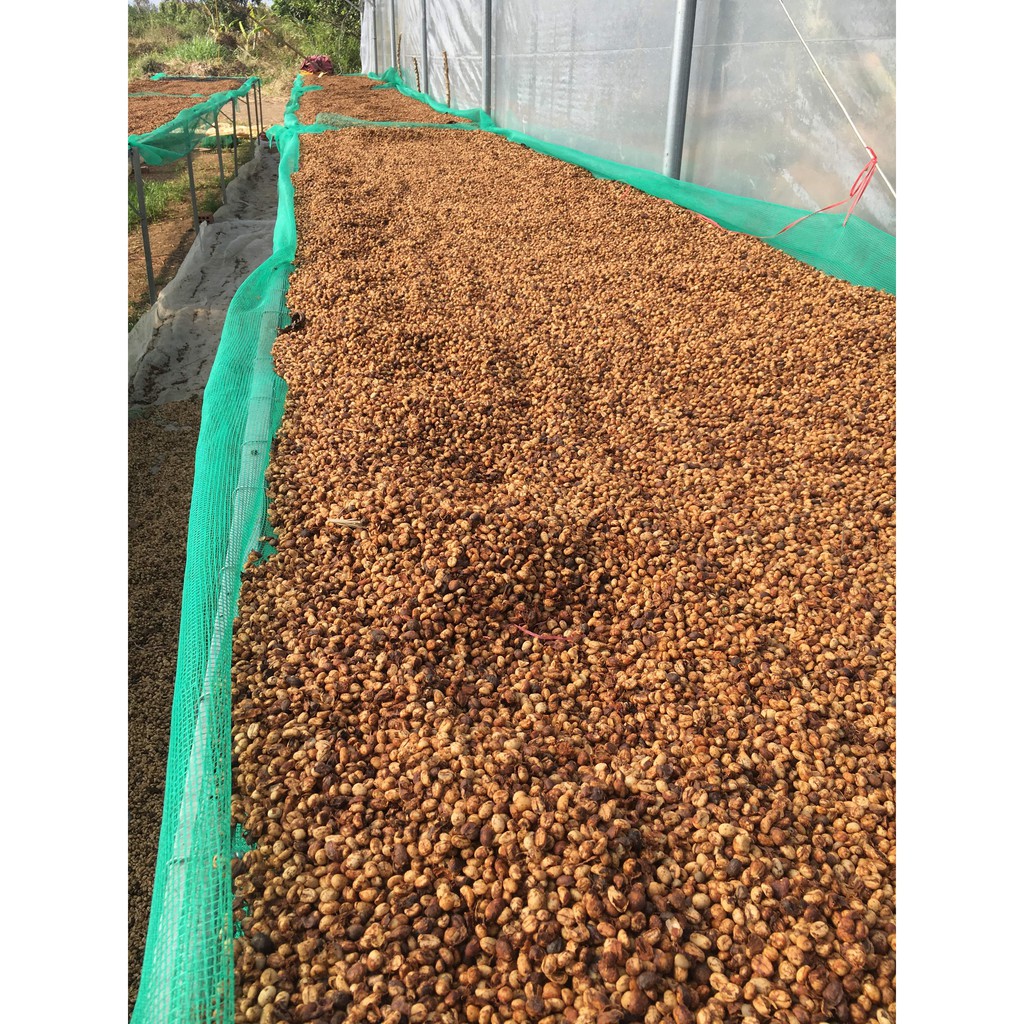 Cà phê nhân xanh chưa rang green bean