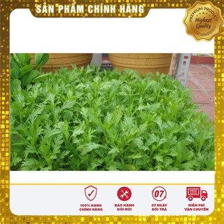 Hạt Giống Rau Cải Cúc Tẻ (20gr)